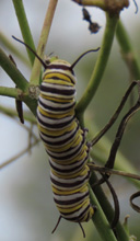5yh Instar Monarch Caterpillar