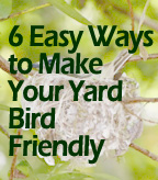 6 Easy Ways to make Your Yard Bird-Friendly