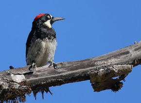 Acorn Woodpecker by Kent Leland