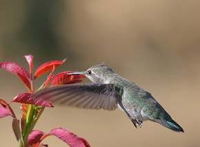 Anna's Hummingbird by Kent Leland
