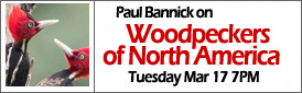 Paul Bannick on Woodpeckers of North America