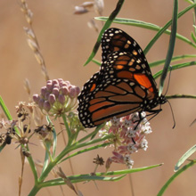 Monarch Butterflyu