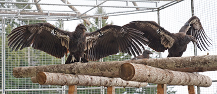 California Condors