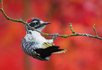 Downy Woodpecker