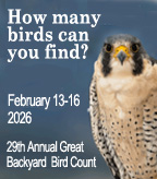 2026 29th Annual Great Backyard Bird Count