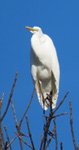 Northern Harrier