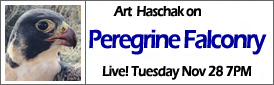 Art Haschak on Peregrine Falconry