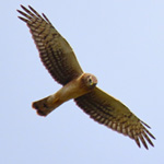 Northern Harrier