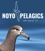 Noyo Pelagics