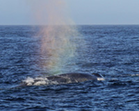 Blue Whale bow