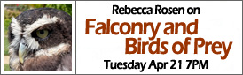 Rebecca Rosen on Falcons and Birds of Prey