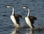 Western Grebes